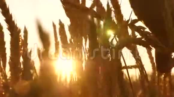 农民的手在日落时碰到麦穗农学家视察一块熟麦地在小麦上的农夫视频的预览图