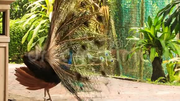 五颜六色的孔雀在公园的树下翻尾视频的预览图