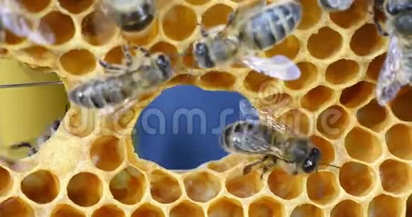 欧洲蜂蜜蜜蜂意大利蜜蜂野雷黑蜂诺曼底蜜蜂实时视频的预览图