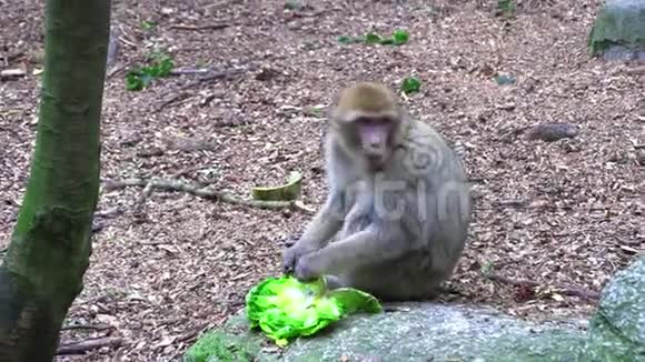寻找营养的成年芭比猴视频的预览图