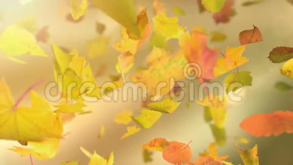 秋天的落叶可循环的背景视频的预览图