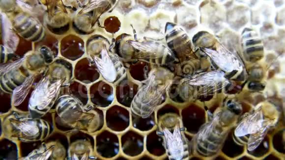 忙碌的蜜蜂近距离观看蜂巢上的工作蜜蜂视频的预览图