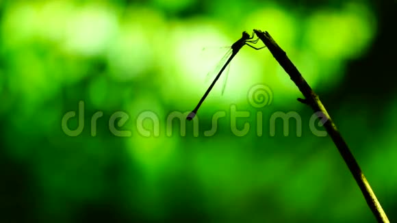 蜻蜓的剪影停在树枝上又飞又坐视频的预览图