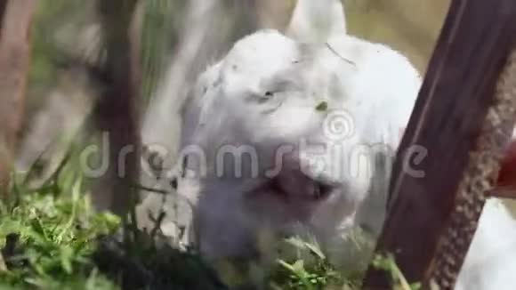 小白山羊在农场吃干草视频的预览图