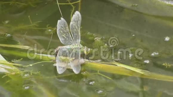 帝王蜻蜓在芦苇上视频的预览图