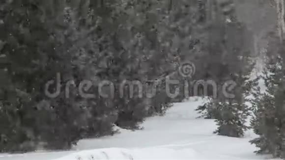 松树下的雪视频的预览图
