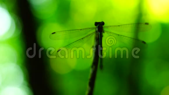 蜻蜓躺在树枝上擦脸的剪影视频的预览图