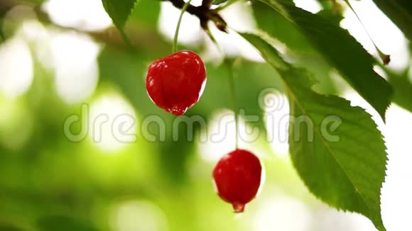 樱桃树枝两片带水滴的水果改变焦点视频的预览图