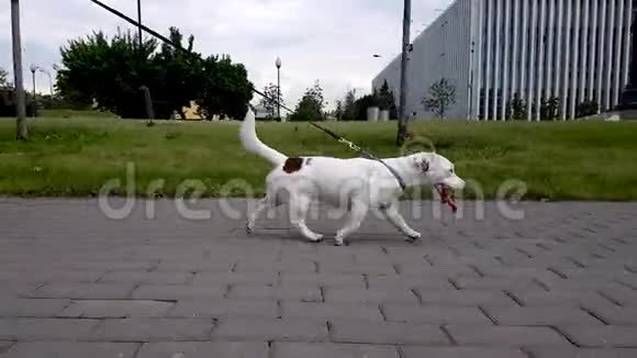 公园里的白杰克罗斯塞尔小狗视频的预览图