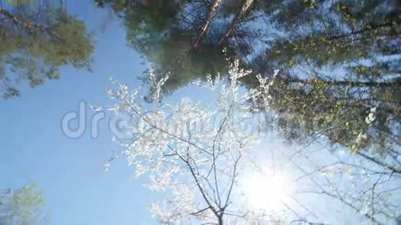 一个盛开的白梅树树冠的低角度视角视频的预览图