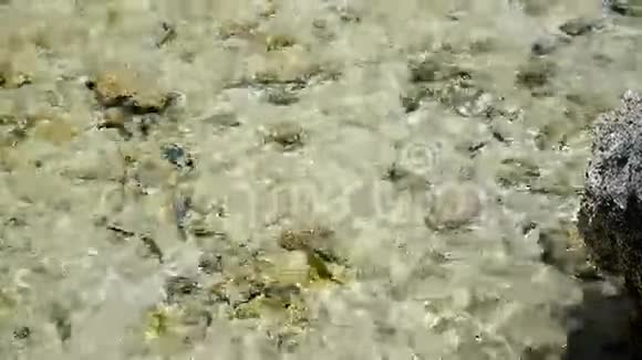 海水中的鱼视频的预览图