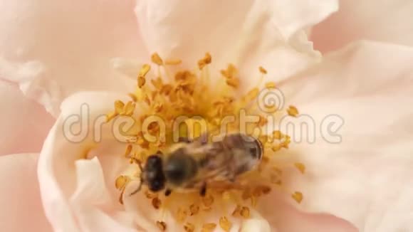 蜂粉玫瑰顶景视频的预览图