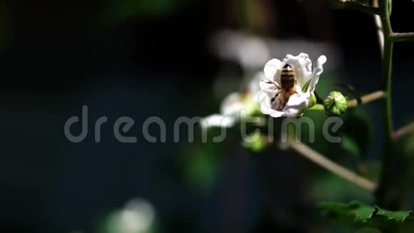 蜜蜂在黑莓花上采蜜视频的预览图
