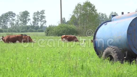 夏天奶牛在轮上用水箱放牧绿色牧场4K视频的预览图