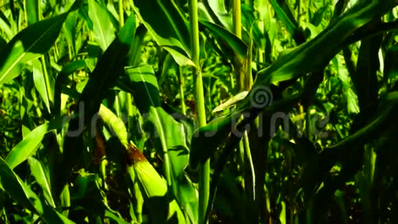 在阳光明媚的日子里玉米田在风中移动倾斜茎与鹅卵石飞机的痕迹视频的预览图
