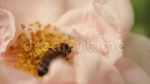 粉红玫瑰中的蜜蜂被花瓣干扰视频的预览图