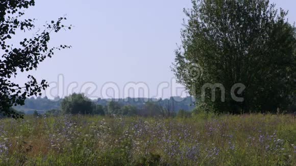 夏天的田野和树木的风景视频的预览图