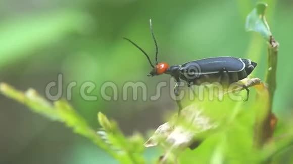 水泡甲虫移动它的头视频的预览图