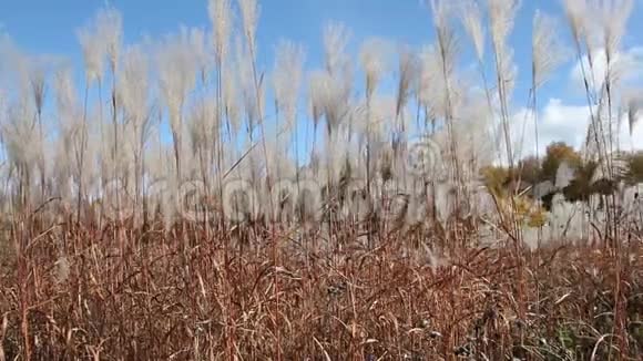 秋天在蓝天的映衬下羽毛般的小草在风中摇曳视频的预览图