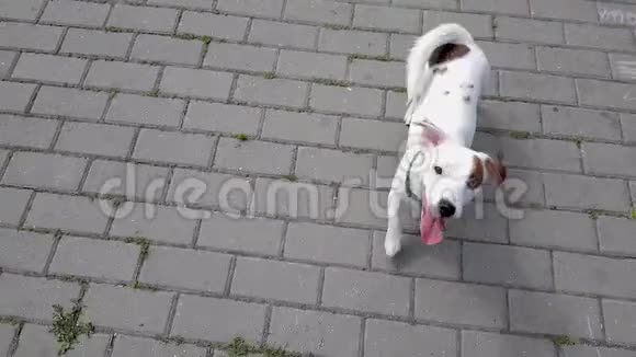 公园里的白杰克罗斯塞尔小狗视频的预览图