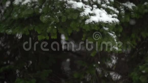 雪花飘落在大自然02视频的预览图