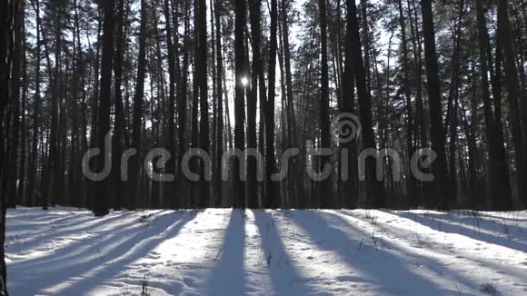 雪天冬天森林里的太阳野生动物的美妙景象视频的预览图