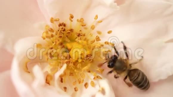 蜜蜂在粉红玫瑰中着陆在短授粉后飞行视频的预览图