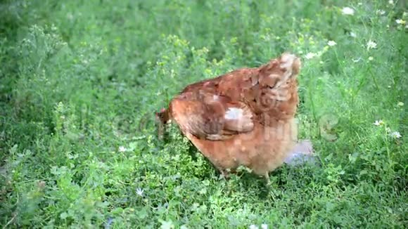 美丽的纯种鸡在草地上行走视频的预览图