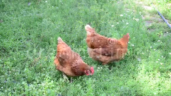 美丽的纯种鸡在草地上行走视频的预览图