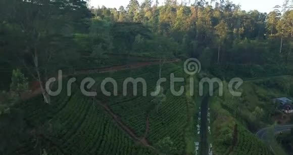 在斯里兰卡用茶树雾蒙蒙的早晨鸟瞰群山视频的预览图