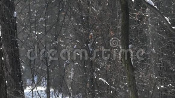 雪天冬天森林里的太阳野生动物的美妙景象视频的预览图