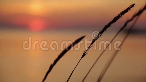 草耳的轮廓背景是美丽的橙色日落闭合视频的预览图