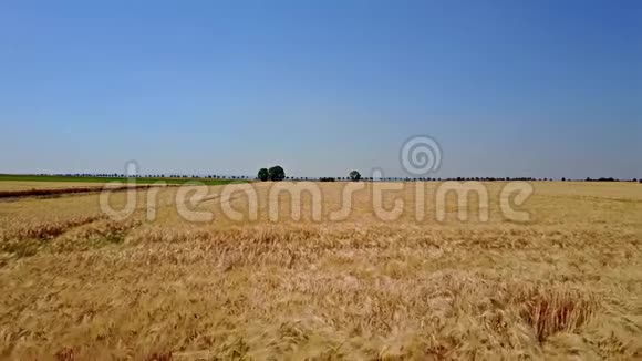 准备收割的成熟小麦的空中拍摄视频的预览图