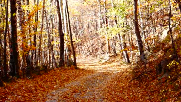 穿过森林的小径铜色的树落叶声音视频的预览图