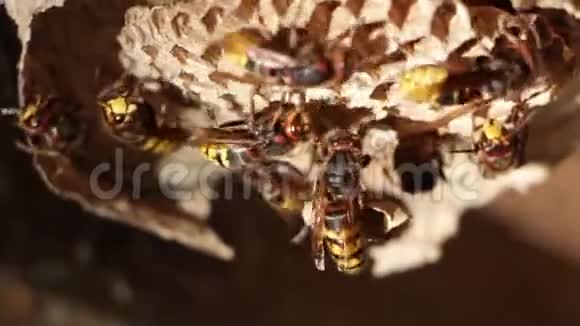 一个纸蜂窝捕食性花园虫能消灭害虫视频的预览图