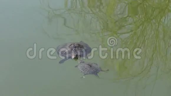 爱中的海龟乌龟夫妇及其爱情视频的预览图