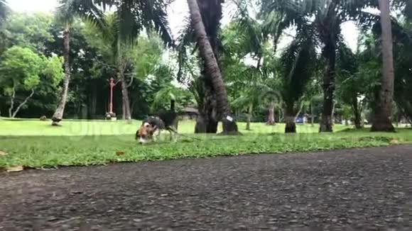 年轻可爱的小猎犬在公园里散步印度尼西亚巴厘热带岛屿视频的预览图