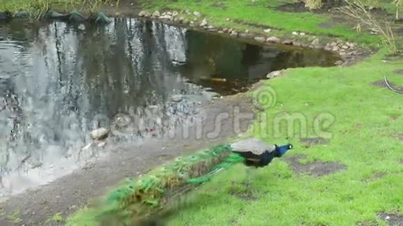 湖边绿色草地上的孔雀视频的预览图