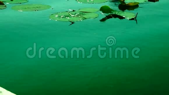 绿松石湖阳光下的莲叶视频的预览图