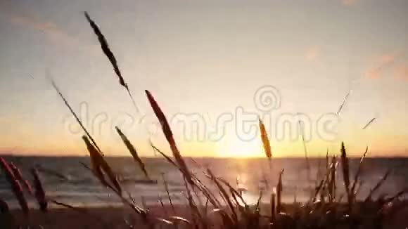 风在美丽的夕阳背景下搅动着草地视频的预览图