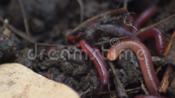 泥土里的蚯蚓蚯蚓呈群状鱼饵视频的预览图