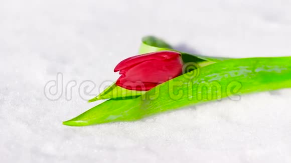 鲜雪中的一朵红花郁金香视频的预览图
