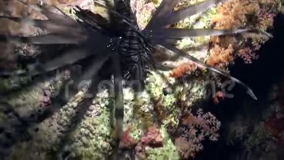 赤海沙底纯蓝色背景下的蝎子鱼视频的预览图
