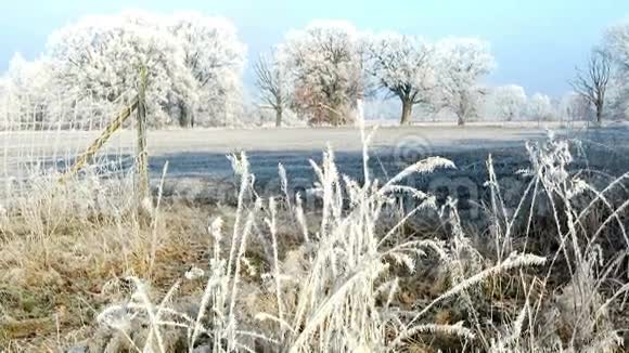 冬天有雾状霜晶的芦苇视频的预览图
