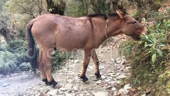 驴在下野马区在安纳普尔纳电路在喜马拉雅山在尼泊尔视频的预览图