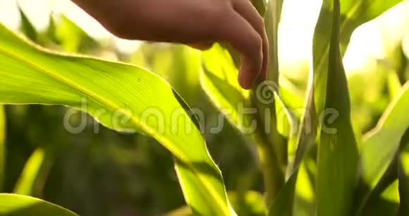 农民在玉米田使用数字平板电脑现代技术在农业生产中的应用视频的预览图