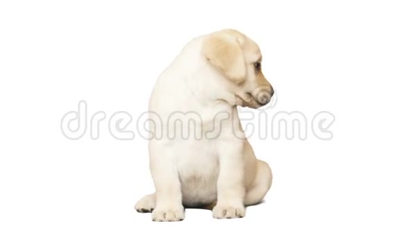 白色背景的小狗视频的预览图