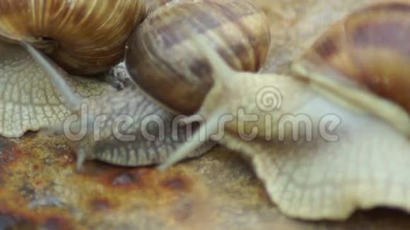 三只蜗牛蜗牛是一个常见的名字最常用于陆地蜗牛视频的预览图