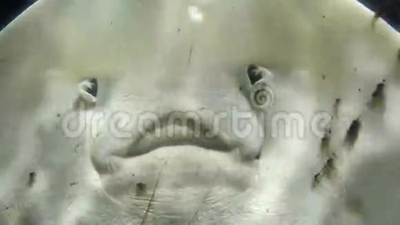 鞭尾黄貂鱼的脸贴紧视频的预览图