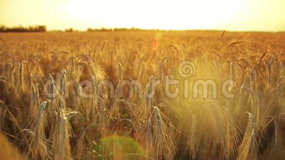 在小麦成熟的背景下视频的预览图